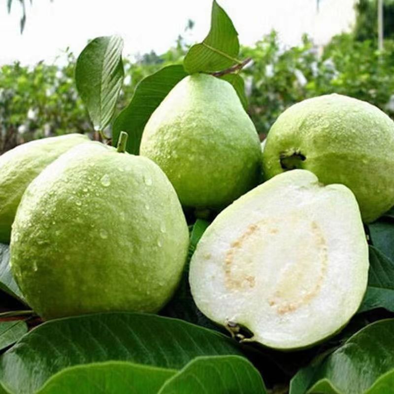[goods in stock Pearl Guava Guava Plum Powder Season fresh fruit guava On behalf of