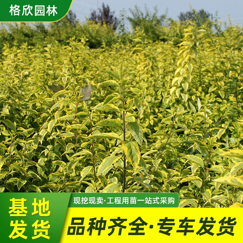 Forsythia suspensa Пномпень Forsythia Road по обе стороны от горшечной полевой клумбы листва растения инженерное озеленение многоразветвленный желтый тигр