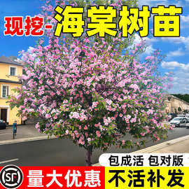 海棠树苗庭院地栽西府垂丝海棠树苖耐寒冻北方种植盆栽花卉风景树