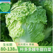 ·N~Խײ˷NͺYĴײ˷Nѻ