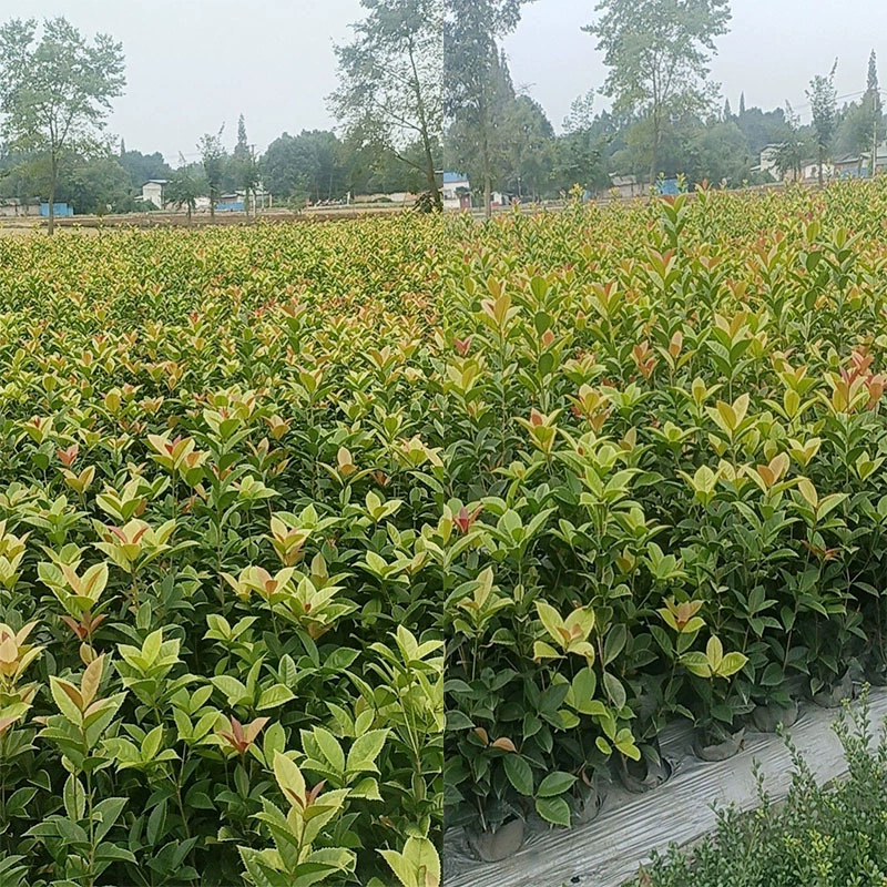 Красочные корицы 16 Cup Рассада Красочные корицы Жемчуг Красочные листья корицы Красочные листья Кустарник Ландшафтный дизайн Саженцы земляных угодий Зеленая посадка