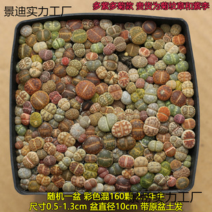 ��ʯ���ײ�����  ���F؛ ���ԃr�� �ɫƷ�N��ƨƨ���ⷬ��ʯ����