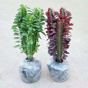 ��������ֲ�����Դ��k���������辰�҃ȿ͏d����Gֲ����������