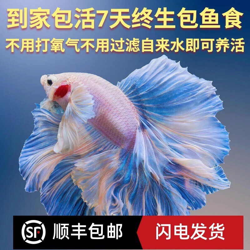 Sf Thailand Betta Fairy Model Pure White Half Moon Super Beautiful Internet Celebrity Small Freshwater Tropical Cold Water Ornamental Fish Easy to Raise