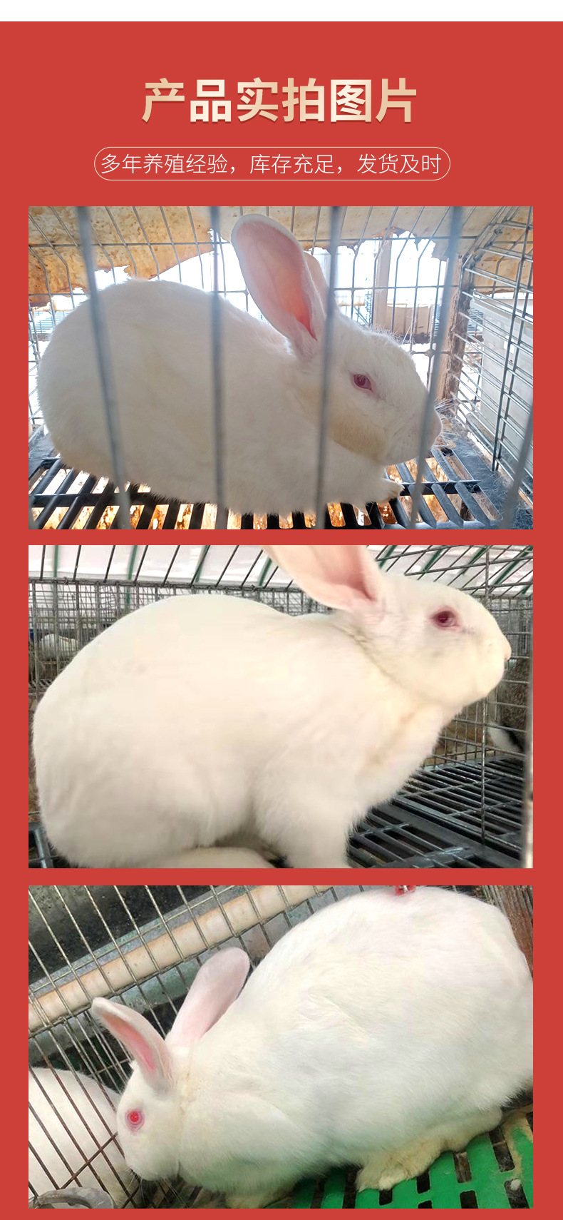 新西兰肉兔详情_04.jpg