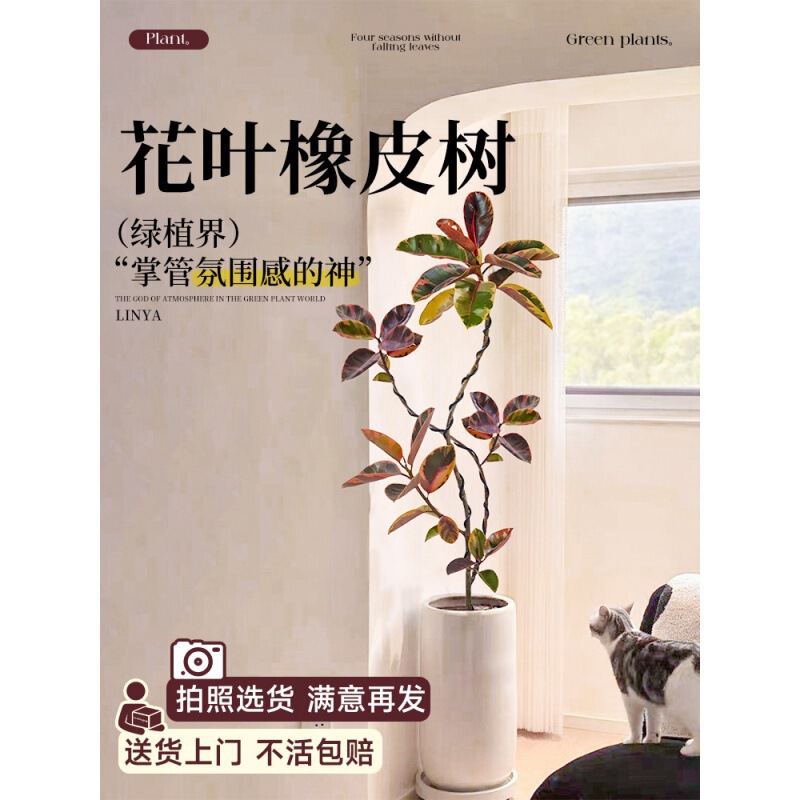 Flower and Leaf Rubber Tree Bonsai Living Room Bonsai Black King Kong Real Flower Floor-to-Floor Large Green Plant Large Green Plant Flower and Leaf Rubber Tree Bonsai Living Room Bonsai Black King Kong Real Flower Floor-to-Floor Large Green Plant Large Green Plant