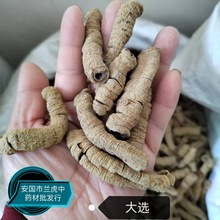 中药材现货供应新货巴戟天 巴戟天肉 抽芯巴戟天段500克起包邮