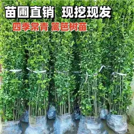 盆栽;灌木;乔木