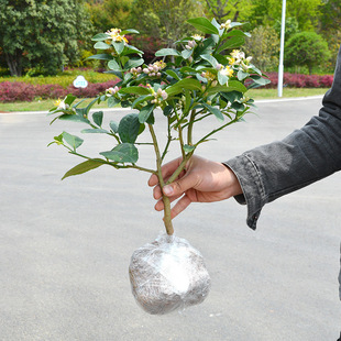 Perfume Lemon Saplings Potted with Fruit Indoor and Outdoor Finger Seedless Four-Season Lemon Seedlings Edible Ground-Planted Lemon Trees