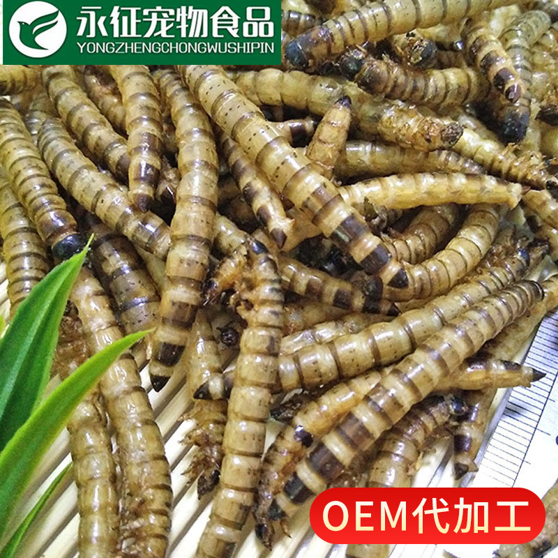 烘干非油炸大麦虫干大黄粉虫干龙鱼观赏鱼饲料仓鼠零食高蛋白