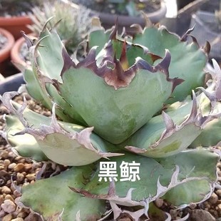 Black Whale Kernel Crown Green Plant Potted Landscape Succulent Plant Greenhouse Wholesale Agave Cactus Euphorbia