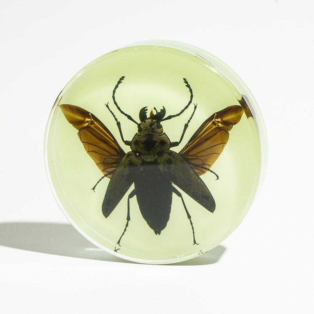 Luminous at night】Three-legged longhorn beetle spreads its wings