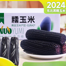 粗粮真空袋装东北甜新鲜代餐开袋即食黄白苞米黑粘非早餐黏棒糯玉