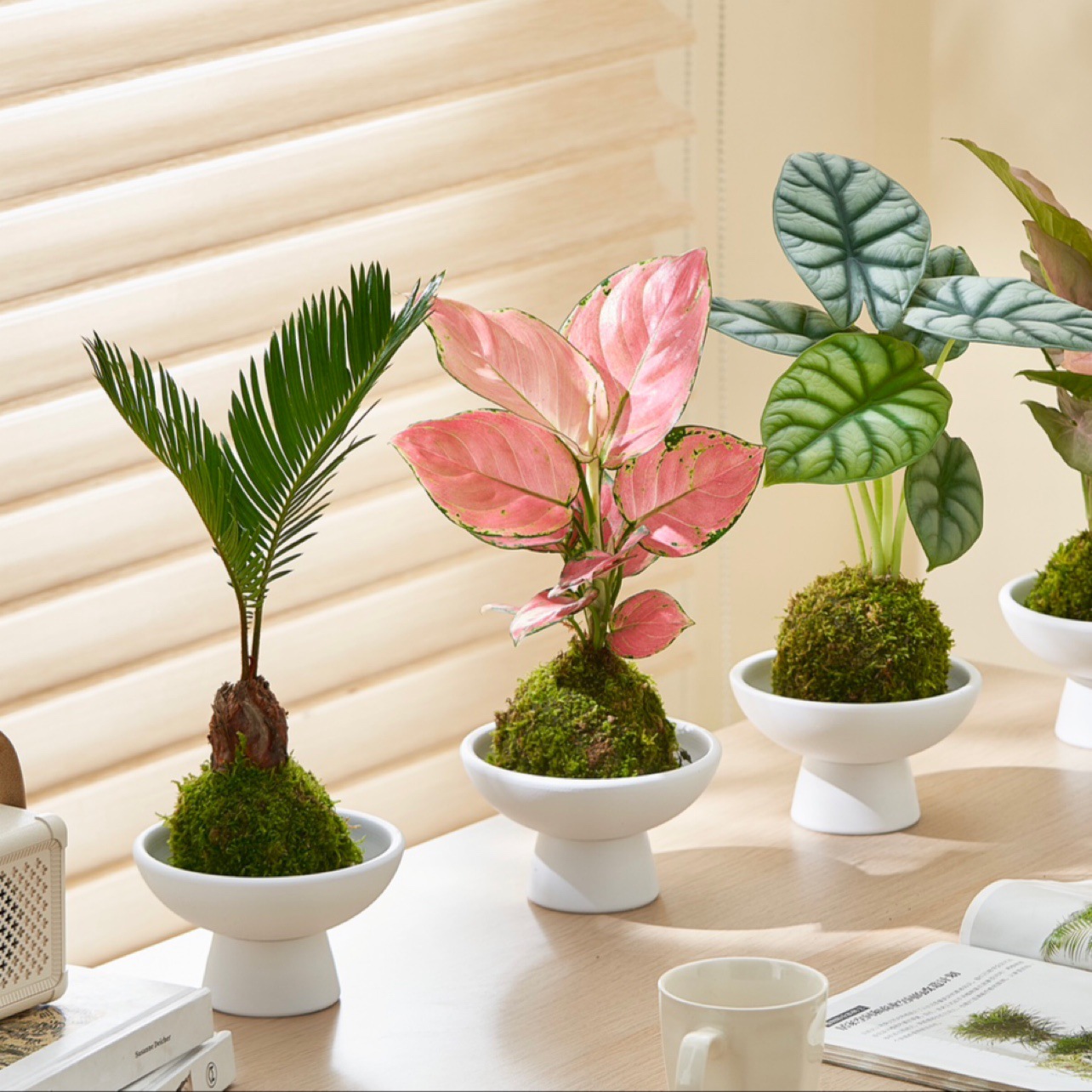 中式室内苔藓球绿植物办公室桌水培盆栽面茶几日式禅意摆件吸甲醛