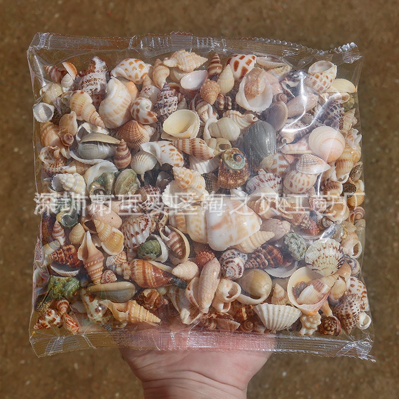 Concha Daquan natural con cera de pescado, materiales decorativos mediterráneos DIY al por mayor