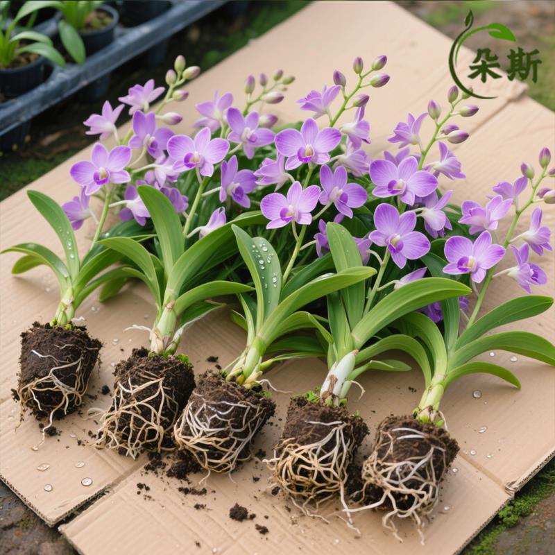 蝴蝶兰花苗带花剑盆栽兰花大苗客厅室内绿植盆栽年宵花花卉好养活