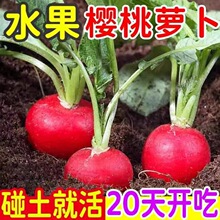 �ļ������}���N��ˮ���}�����ԼtƤ����С�}�������֭���r�߲˷N