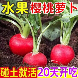 �ļ������}���N��ˮ���}�����ԼtƤ����С�}�������֭���r�߲˷N