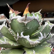 �ʹ������ھGֲ���Ծ��^����ֲ��������l�����m������ʮ�������