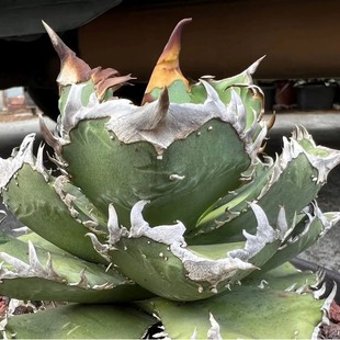 Crown King Crown Green Plant Potted Landscape Succulent Plant Greenhouse Wholesale Agave Cactus Euphorbia