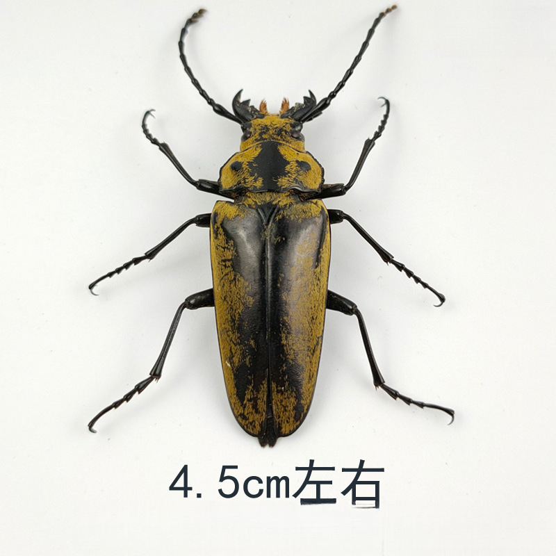 Insects Butterfly Specimen Real Insects Animal Optional Shade Beetle Teaching Education Photo Props Protozoa 3 Free Shipping