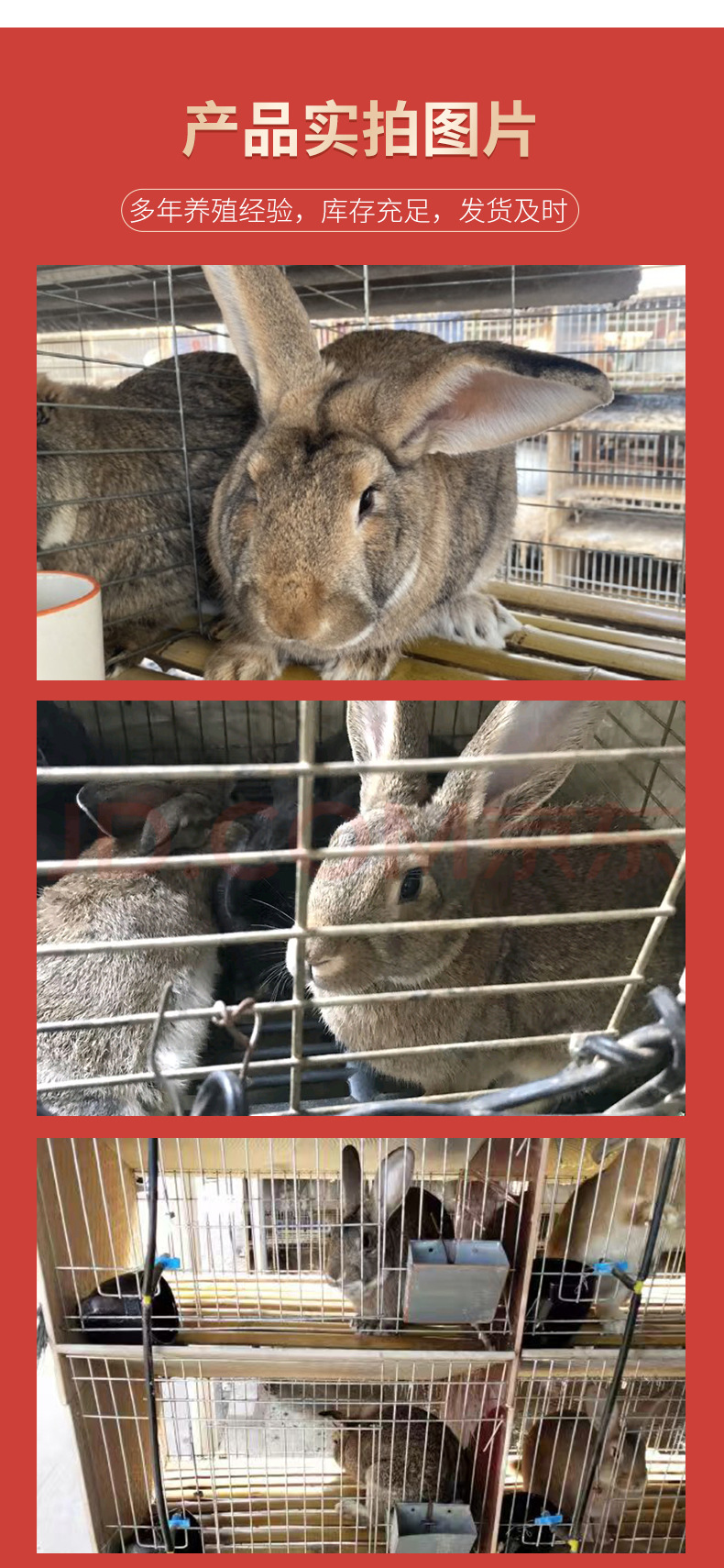 比利时兔详情_04.jpg