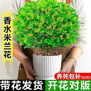 Perfume Milan Flower Potted Plant with Buds, Old Stump, Strong Fragrance, Blooming in All Seasons, Indoor Precious Florals and Green Plants, Small Saplings
