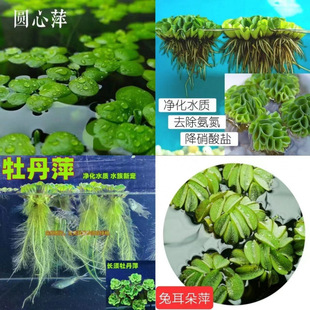Fish Tank, Water Grass, Real Grass Oxygen Pump, Ancient Method of Fish Farming, Oxygenation, Purification of Water Quality, Immortal Hydroponic Plant Landscaping Ornaments