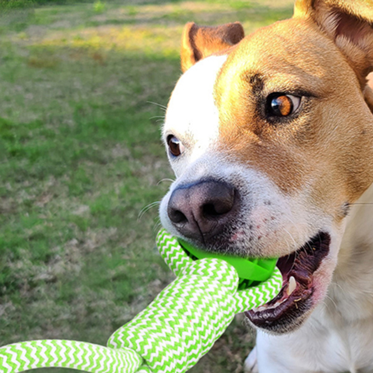 Gioco per cani anguria con corda da tiro e dispenser snack_voghion.com
