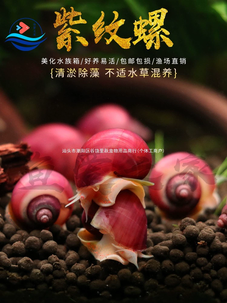Фиолетовый улитка, декоративная улитка, удаление водорослей холодной воды, чистка аквариума, еда, рыбки, черепаха, фекалии, пресная вода, легко обслуживать живое животное, домашнее животное