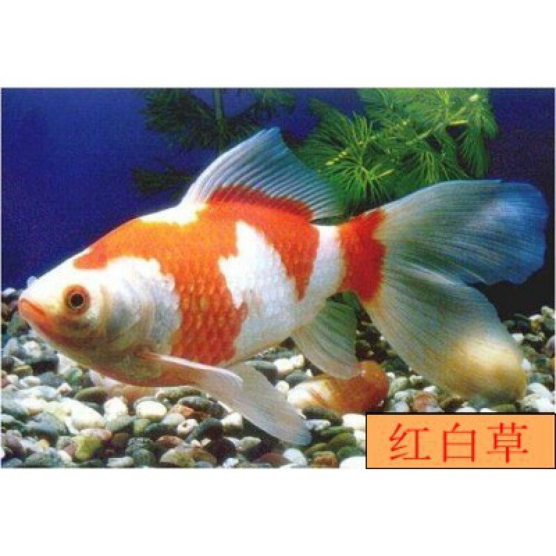 小金魚卸売、活魚、観賞魚、小卸売、鯉、鯉、三色赤白子頭、入門レベルの耐久性のあるヘアエクステンション|undefined