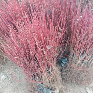 �ؔ�����t��ľ����t�U����t��֦�l�G����ľ�t����ֲ��G����