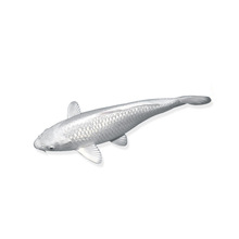 种日本锦鲤白金乌金黄金龙凤火鲤招财好养耐活冷水活体小金鱼苗