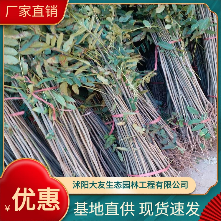 База питания все виды инженерных растений саженцы базы прямых продаж Toona sinensis саженцы