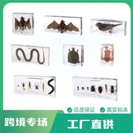 标本;科教玩具;树脂工艺品