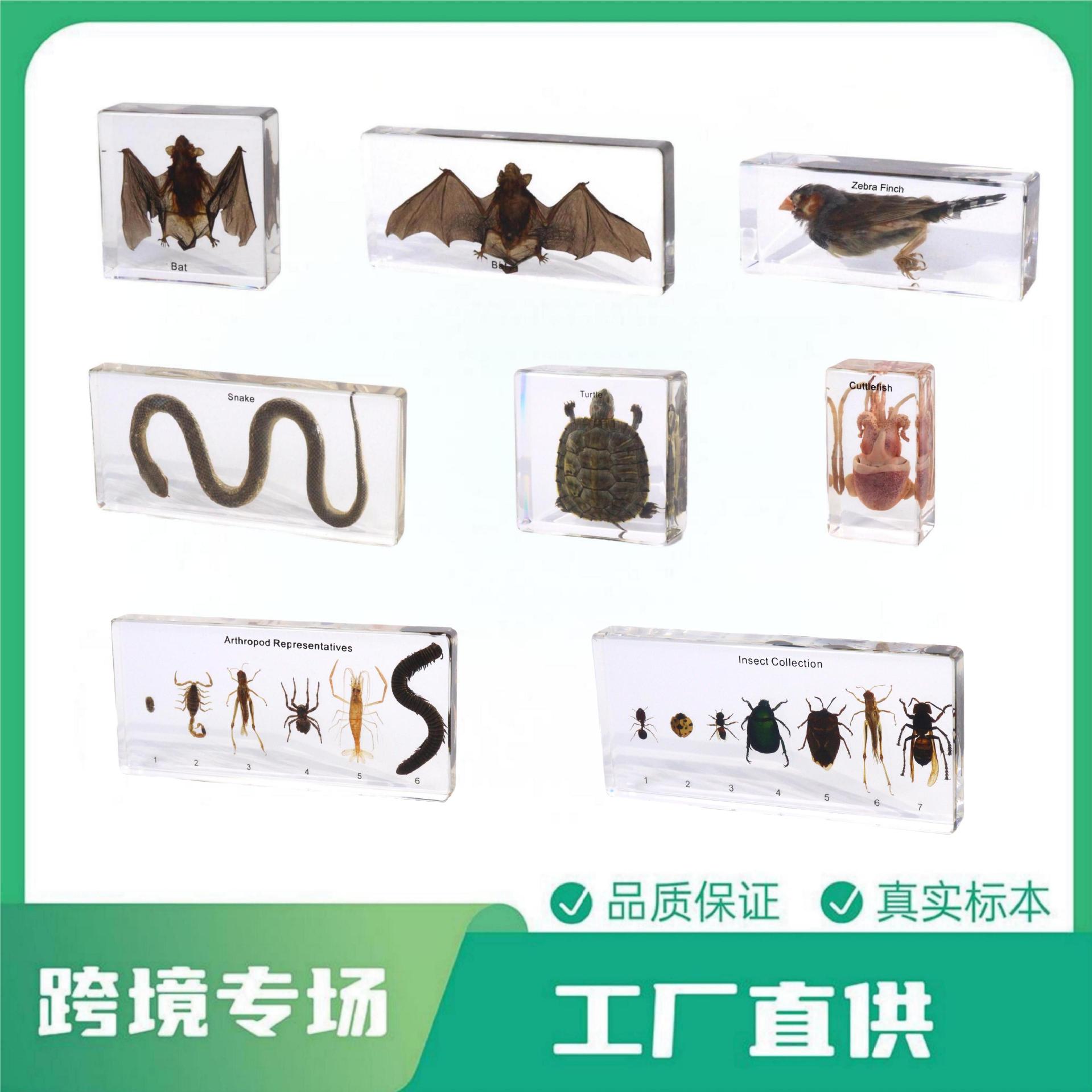 千帆标本 真实动物昆虫植物树脂标本 自然科学跨境电商厂家批发