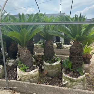 �Ĵ��F�� �����F���辰 �㽭�F�� �����F�� �����F����^�F�����l