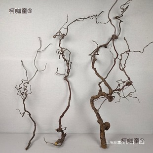 �U���֦�[����������ԭľ���bڒ��ֲ���������֦����̫��