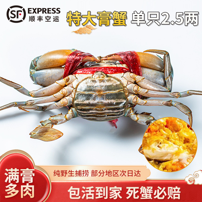 B膏孟加拉青蟹 螃蟹鲜活海鲜批发 缅甸蟹膏蟹 肉蟹冻蟹2两-2.5两