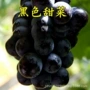 无核早熟盆栽种植葡萄苗