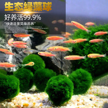 鱼缸造景摆件阴性海藻球水藻球迷你微景观缸绿藻球水草植物