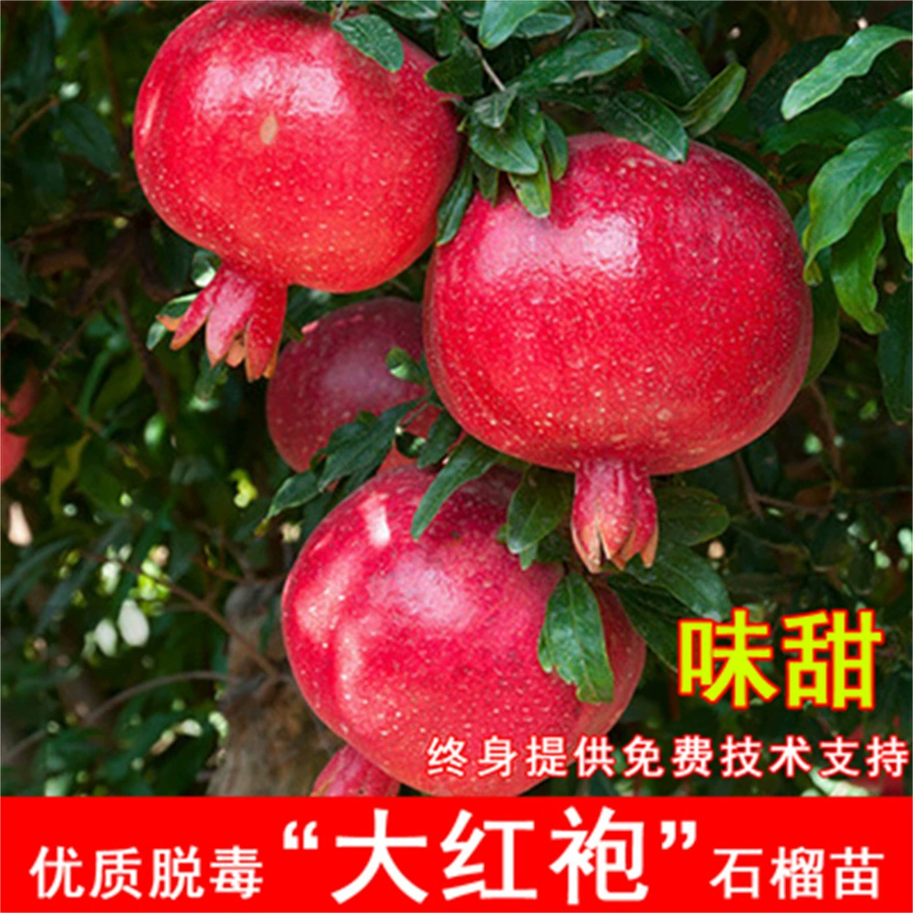 Huili Гранат Рассада Большой двор Посадка Мягкие семена Гранат Рассада в горшках Рассада фруктовых деревьев Плодоносная рассада на юге и севере года