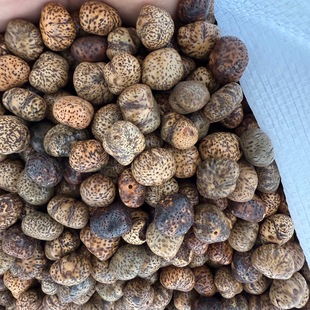 Hainan Original Ecological Star and Moon Bodhi Seeds Raw Seed Hair-Like Material Ingot Seeds Wholesale by the Kilogram