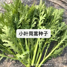 小叶茼蒿种子蔬菜种子大全四季阳台播种春秋冬耐热耐寒