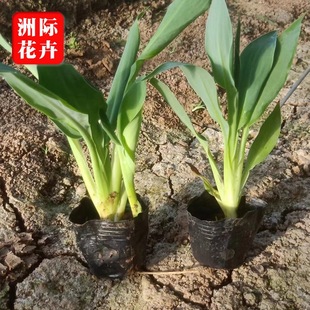 Aquatic Canna Sell Lots of Shandong Aquatic Plants Landscape Project Aquatic Seedlings Canna