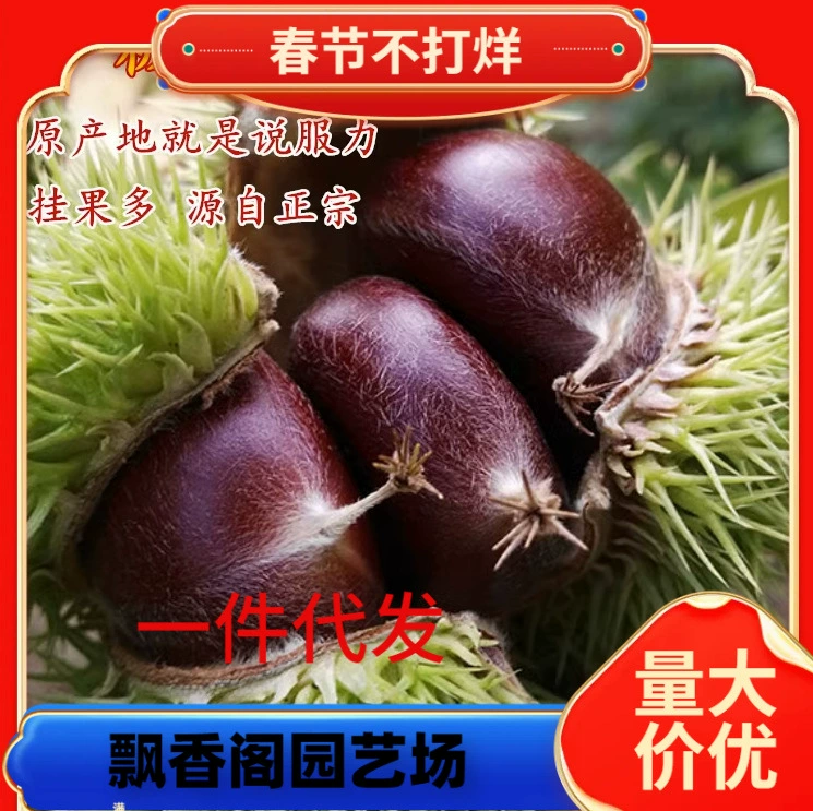 Яншань Заофэн медовые шарики, каштановые саженцы, привитые каштановые саженцы, розовые каштановые саженцы, посаженные на севере и юге