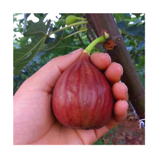 Base Wholesale Fig Saplings Boji Red Fig Saplings Boji Red Fig Saplings Fruit Saplings