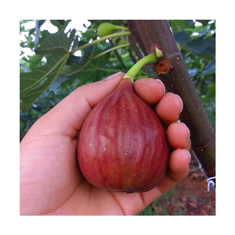 Базы Оптовая Рис Саженец Боджи Красный Рис Саженец Фруктов