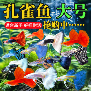 Peacock Tropical Ornamental Fish Fry, Freshwater Cold Water Small Fish, Easy to Raise, Durable and Durable, Goldfish, Phoenix Tail Zebra Live Fish
