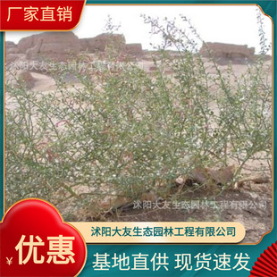 Camel Thorn Base Wholesale, Self-Produced and Self-Sold, Complete Varieties of Greening Seedlings for Scenic Landscaping Projects